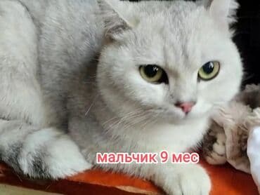 декоративные кролики: Скотиш Страйт (Шотландская прямоухая), 7 месяцев, Девочка, Серебристая шиншилла, Приучена к лотку, Проглистована, С прививками — 1