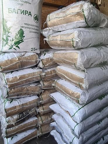 декоративные цветы бишкек: Беде урук, эспарцет урук сатылат, жугору урук кепилдиги менен дун жана — 8