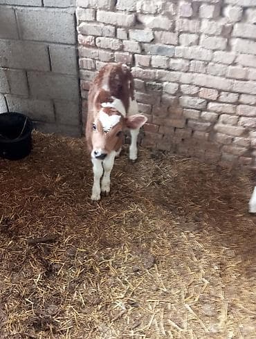 кой уй: Продаю | Музоо, торпок | Для разведения | Искусственник — 2