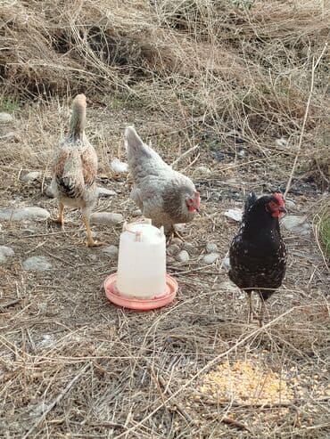 товары для кошек: Тооктор сатылат 4 штук бар алмашу жолдору бар адрес Заря Тынчтык — 3