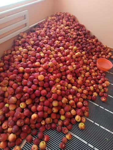 Яблоки Превосходное, Оптом