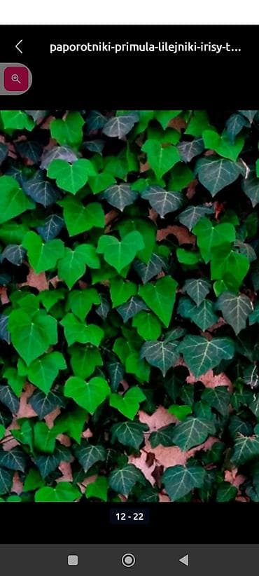 однолетние цветы: Продаю цветы и кустарники, многолетники — 9