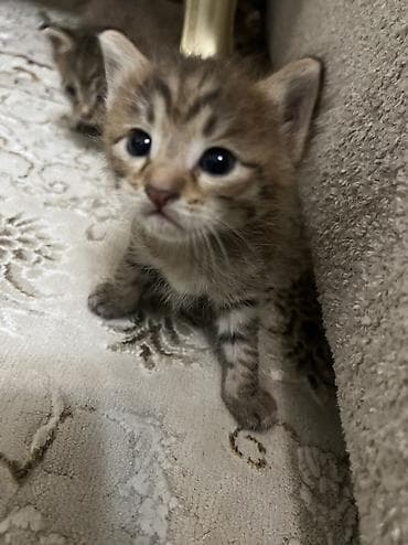 Үй жаныбарлары: 🐾 Отдам котят в добрые руки 🐾 Котятам 1,5 месяца, кушают — 2