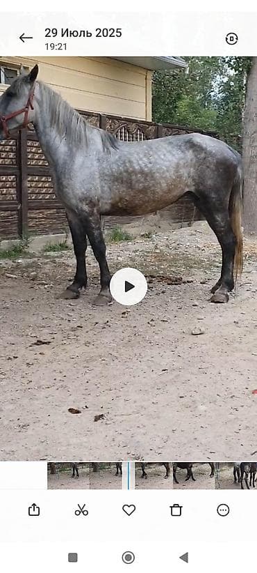 усыпление животных бишкек: Продаю | Кобыла (самка) | Для разведения | Племенные — 1