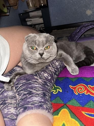 Мышык бекер берем: Шотландская вислоухий кот (Scottish Fold), окрас: сплошной голубой — 4