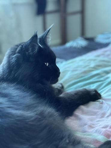 сколько стоит мейн кун котёнок: Отдам кота в хорошие руки . Возраст 2 года очень ласковый — 2