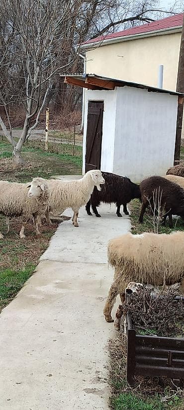 парода бука: Продаю | Овца (самка) | Полукровка | Для разведения | Матка — 5
