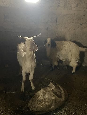 жук носорог: Продаю | Козёл (самец) | Для разведения | Племенные, Котные, Осеменитель — 3