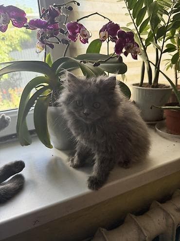 вязка скотиш страйт: Продаю котенка шотландской породы помесь с британцем Котенку 2 — 4