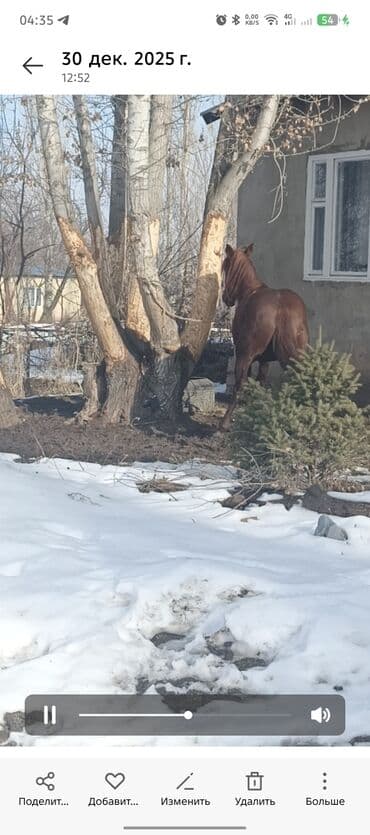 Продаю | Жеребец | Рабочий