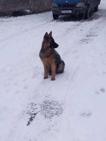 хомяки с клеткой: Немецкая овчарка, 10 месяцев, Самец, С родословной — 2