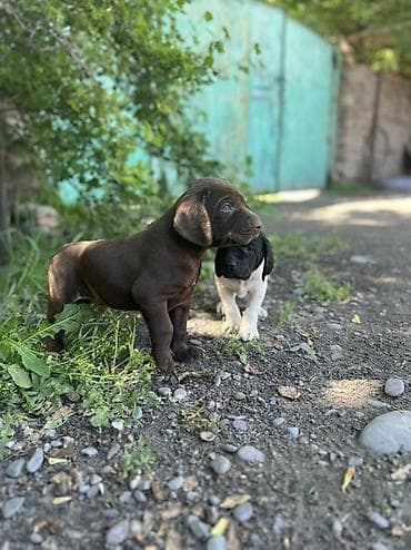 Продажа собак: Продаются породистые щенки курцхаара 🐾 Дата рождения: 29.03.2026 — 8