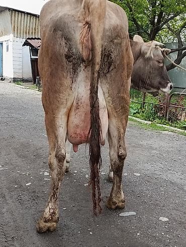 молоко варка: Продаю | Корова (самка) | Алатауская | Для молока | После отела — 1