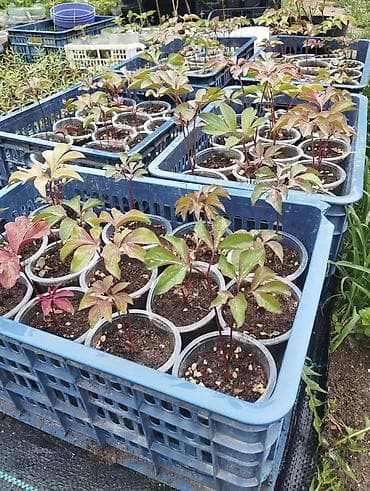 ала арча тапчан: Продам пионы однолетние — 1