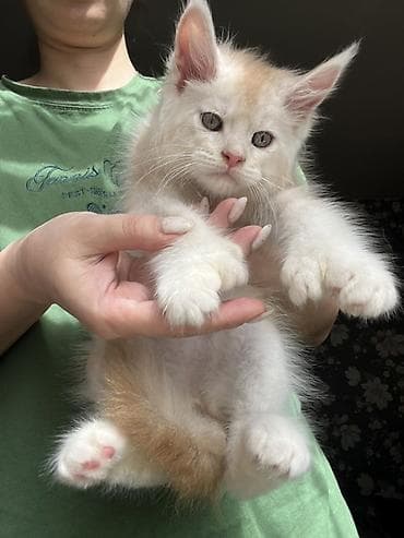 коты белый: Продаётся эксклюзивный редкий Полидактилия красный серебро, с полным — 10