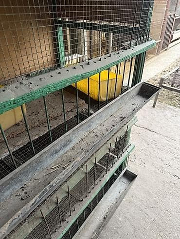 клетки для перепелок: Многоярусная клеточная батарея для птицы/кроликов - Конструкция на — 3