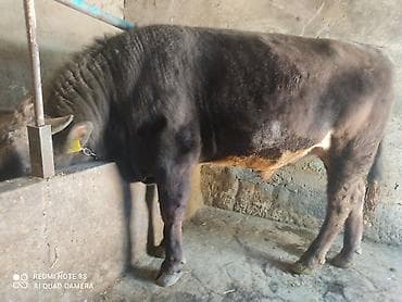 жылкы жаныбар: Сатам | Бука (эркек) | Бордоп семиртүү үчүн | Байланган — 2