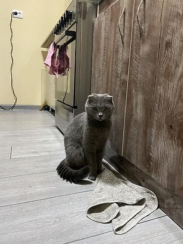 кошка шотланка: Скотиш Фолд (Шотландская вислоухая), 1 год, Мальчик, Голубой — 2