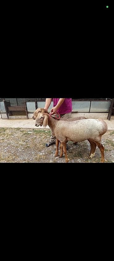 щенки пекинеса каракол: Продаю | Овца (самка) | Арашан | Для разведения | Ярка — 3