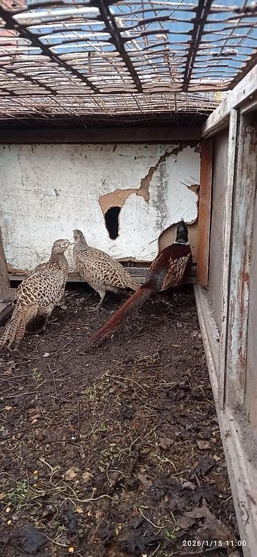 сетка для забора ош: Сетка рабица, Длина: 13 м — 6