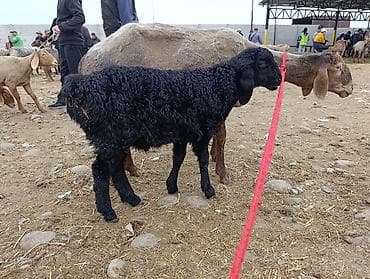 бельгийский овчарка малинуа: Продаю | Овца (самка) | Для разведения | Матка — 4