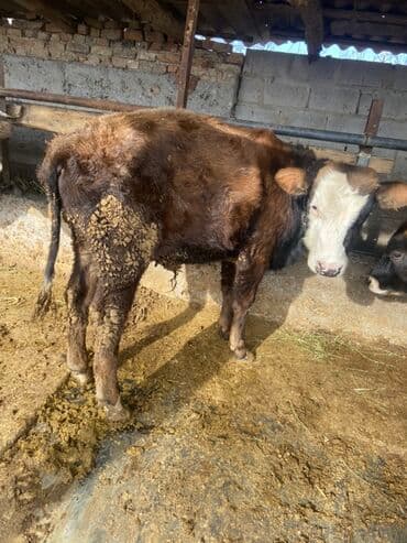 хочу купить щенка немецкой овчарки: Продаю | Бык (самец) | На откорм | Привязанные — 6