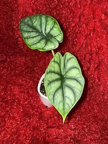 саж: Ароидные комнатные растения (редкие сорта), в индивидуальных — 2