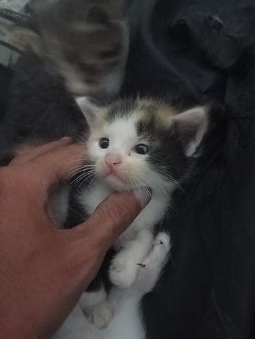 Продажа кошек: 🐾 Ищу добрые руки для котят Кошка родила 5 котят. Сейчас малыши — 2