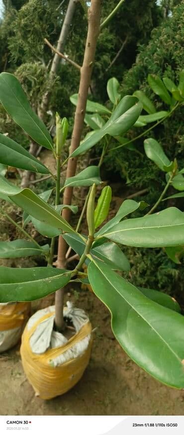 продажа рассады: Көчөттөр гүлдүн — 1