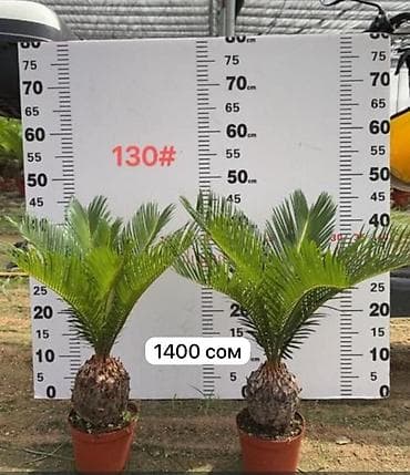 когти точка: Комнатные пальмы в горшках. 1) Саговник (Cycas revoluta) - Компактная — 1