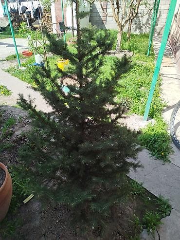 контейнео: Ель голубая (Picea pungens, колючая) — с комом земли Ёлка 3000 тыс — 3