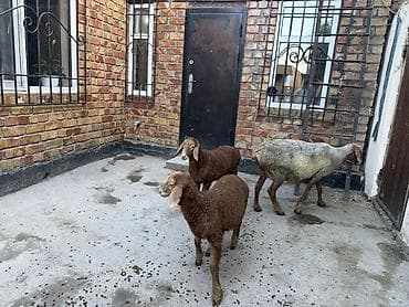 козу ягнята: Продаю | Овца (самка) | Для разведения | Матка — 4