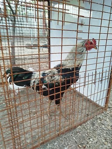 отдам даром попугая жако: Короз сатылат алмашу жолдору бар адрес Заря Тынчтык конушу кочо Мирбек — 2