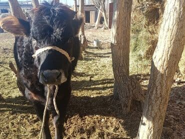 где можно купить собаку хаски: Молодая черная телка/нетель мясо‑молочного типа. Характеристики по — 3