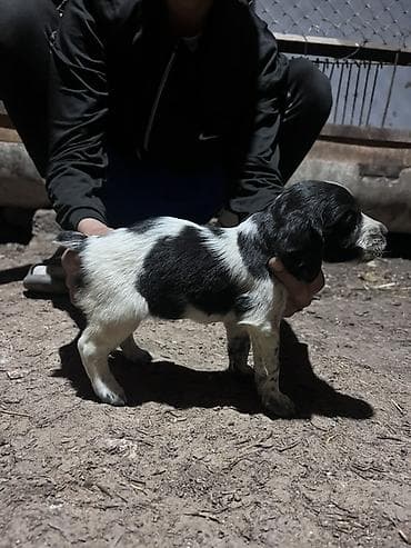 бенгальская кошка домашняя: Щенок с черно-белым окрасом, коротким хвостиком и плотным костяком — 8