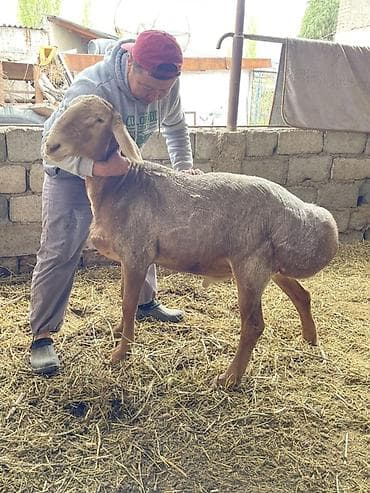 ит нарын: Сатам | Кочкор (эркек) | Көбөйтүү үчүн | Асыл тукумдуу — 3