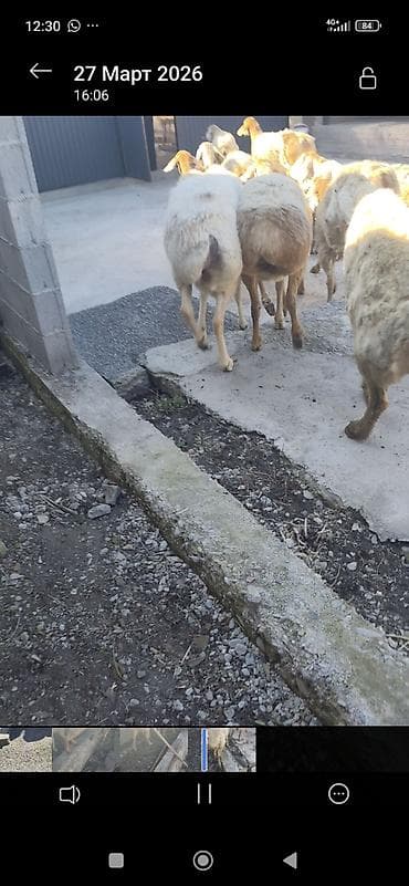 матку: Продаю | Овца (самка) | Для разведения | Матка — 2