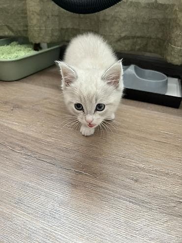 рыжие котята: 3 месяца, Девочка, Приучена к лотку — 2