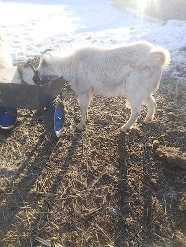меняю на кур: Продаю | Козёл (самец) | Битал | Для разведения | Осеменитель, Племенные — 2