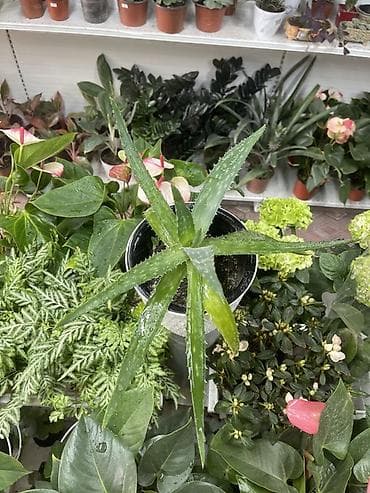 алоэ купить: Алоэ (Aloe vera) в горшке - Вид: суккулент с мясистыми мечевидными — 2