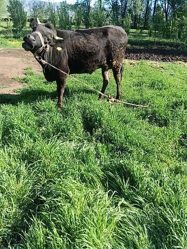 малочный каровы: Продаю | Корова (самка) | Для разведения | Привязанные — 1