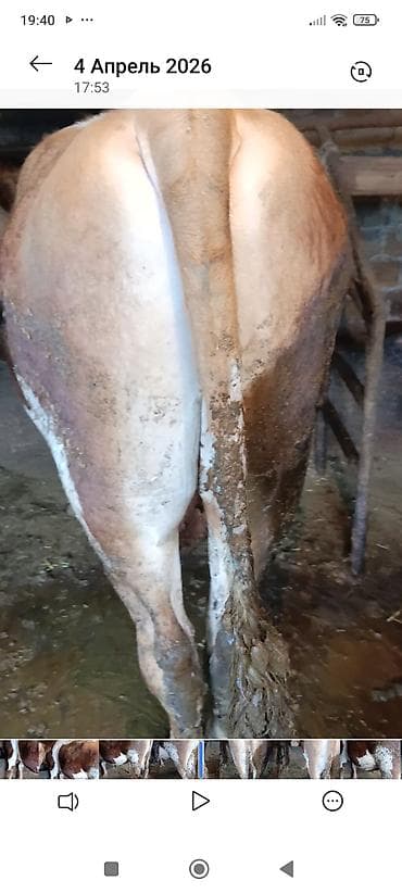 собака пидбул: Продаю | Бык (самец) | Голштин | На забой | Искусственник — 2