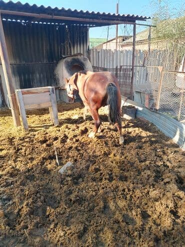 Продаю | Кобыла (самка) | Рабочий