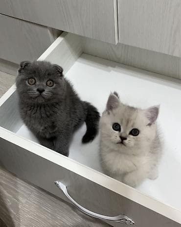 продать животных: Домашние, ручные котята 🐱🤍 На фото два малыша: 🐾 Мальчик — вислоухий — 2