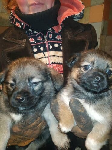 Tank: Щенки метисы небольших пород (пекинес смешанный) - Возраст: примерно — 2