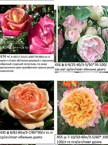 бий алма орусча: Көчөттөр — 2