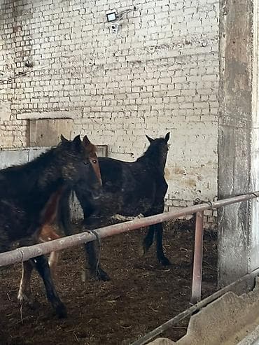 Зоотовары: Продаю | Жеребец, Жеребенок — 3