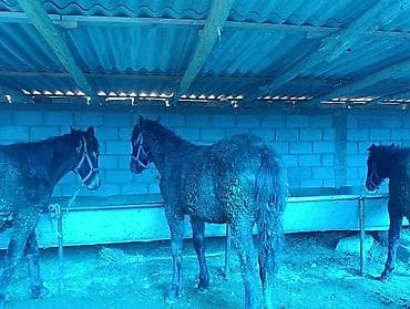 Продаю | Жеребец | Для разведения | Племенные at lalafo.kg Продаю | Жеребец | Для разведения | Племенные