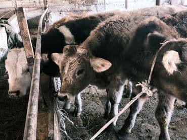 продам бу оборудование для птицефабрики: Продаю | Бык (самец) | Швицкая, Симментальская, Аулиекольская | На откорм — 4