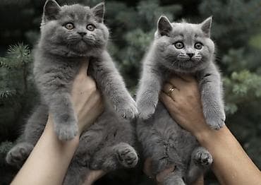 ит атабыз: Британская короткошёрстная, 2 месяца, Мальчик — 4